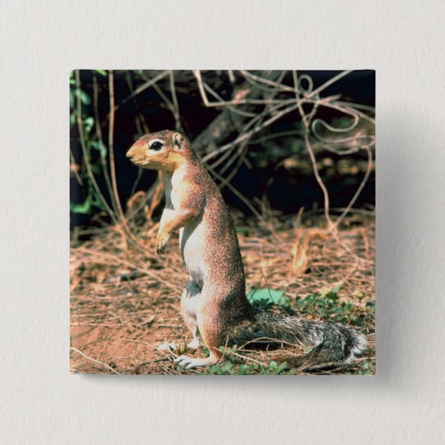 African Ground Squirrel 15 Cm Square Badge (Front)