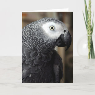 African Gy Parrot Blank Greeting Card Portrait