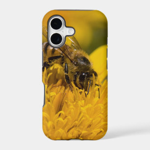 African Honey Bee With Pollen Sacs Feeding