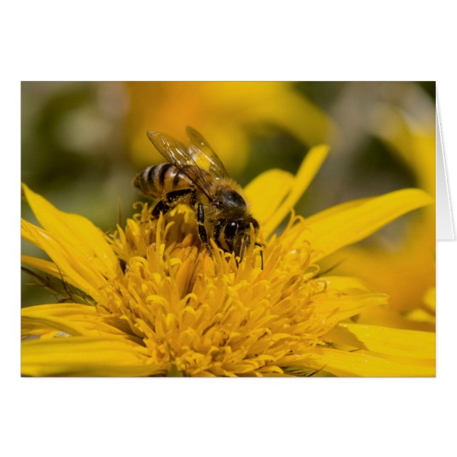 African Honey Bee With Pollen Sacs Feeding (Front Horizontal)
