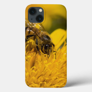 African Honey Bee With Pollen Sacs Feeding iPhone 13 Case
