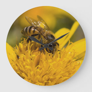 African Honey Bee With Pollen Sacs Feeding Large Clock