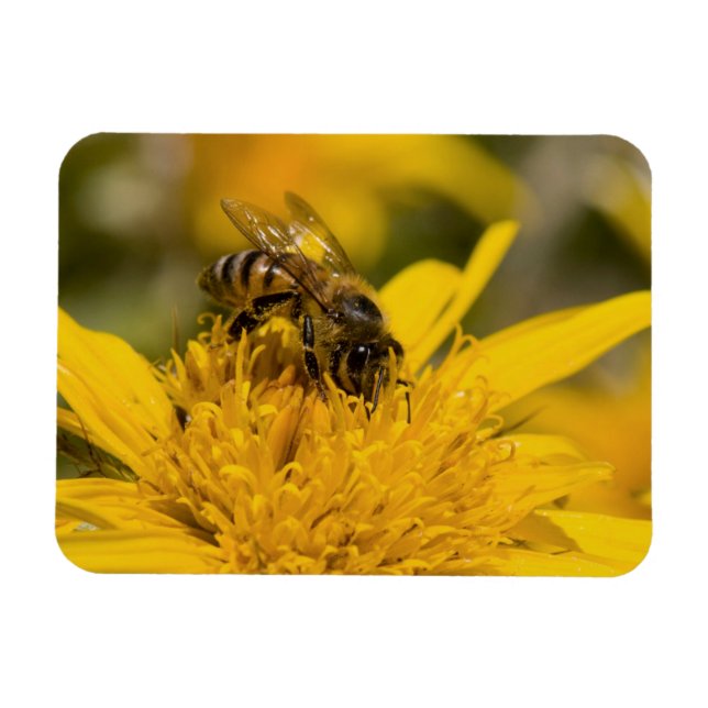 African Honey Bee With Pollen Sacs Feeding Magnet (Horizontal)