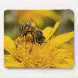African Honey Bee With Pollen Sacs Feeding Mouse Pad