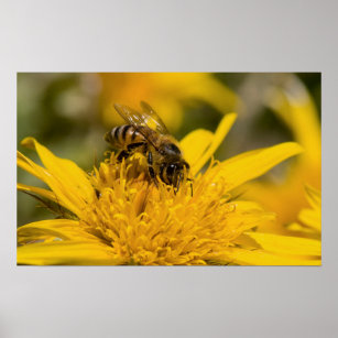 African Honey Bee With Pollen Sacs Feeding Poster