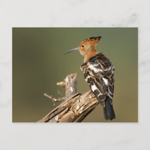 African Hoopoe Postcard
