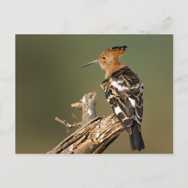 African Hoopoe Postcard (Front)