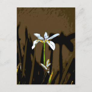 African Iris Fortnight Lily Flower Postcard