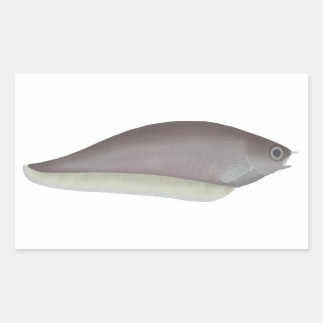 African Knifefish Rectangular Sticker (Front)