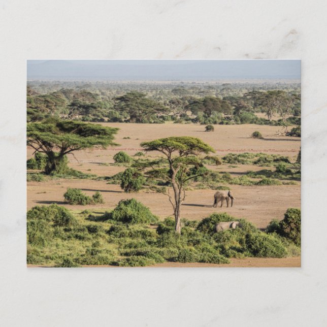 African Landscape with Elephant Postcard (Front)