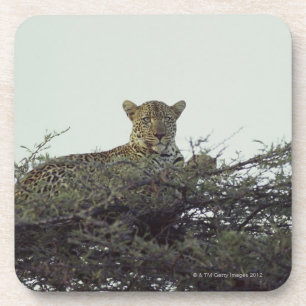 African leopard coaster