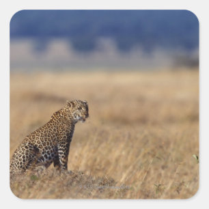 African leopard in grasslands , Kenya , Africa Square Sticker