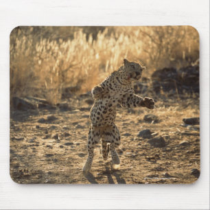 African leopard on hind legs , Namibia , Africa Mouse Pad