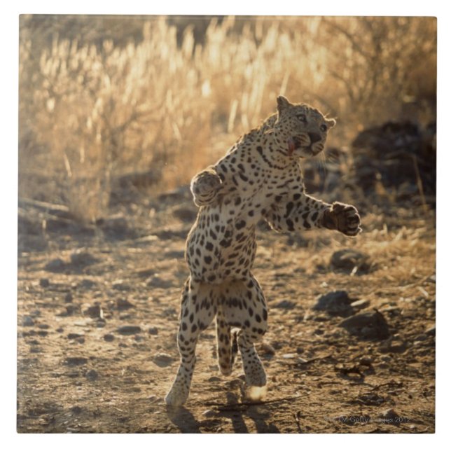 African leopard on hind legs , Namibia , Africa Tile (Front)