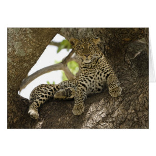 African Leopard, Panthera pardus