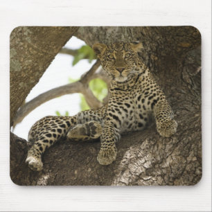 African Leopard, Panthera pardus Mouse Pad