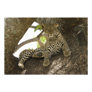 African Leopard, Panthera pardus Photo Print