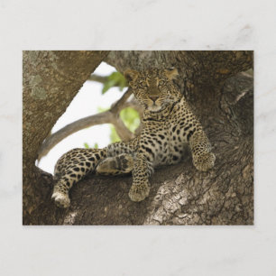 African Leopard, Panthera pardus Postcard