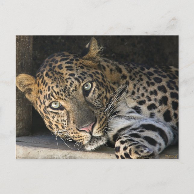 African Leopard Postcard (Front)