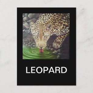 African Leopard Postcard