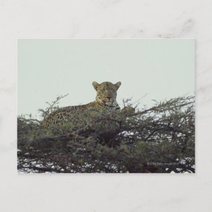 African leopard postcard