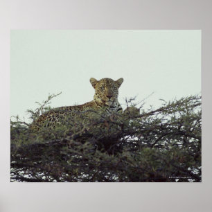 African leopard poster