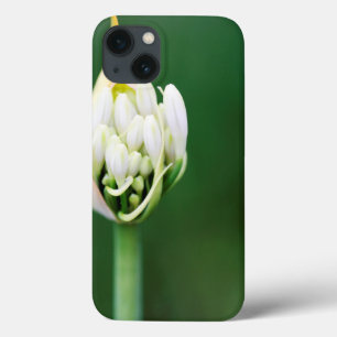 African Lily, Agapanthus Praecox, Cape Town iPhone 13 Case