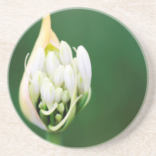 African Lily, Agapanthus Praecox, Cape Town Coaster