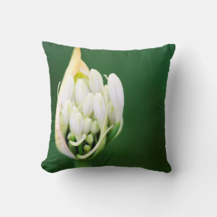 African Lily, Agapanthus Praecox, Cape Town Cushion