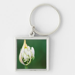 African Lily, Agapanthus Praecox, Cape Town Key Ring