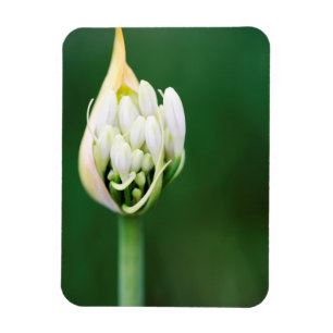 African Lily, Agapanthus Praecox, Cape Town Magnet