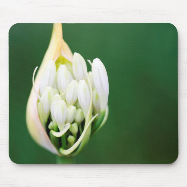 African Lily, Agapanthus Praecox, Cape Town Mouse Pad (Front)