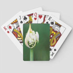 African Lily, Agapanthus Praecox, Cape Town Playing Cards