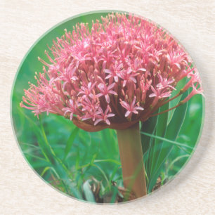 African Lily (Agapanthus Praecox), Mala Mala Coaster