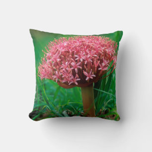 African Lily (Agapanthus Praecox), Mala Mala Cushion