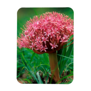 African Lily (Agapanthus Praecox), Mala Mala Magnet