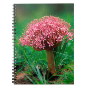 African Lily (Agapanthus Praecox), Mala Mala Notebook