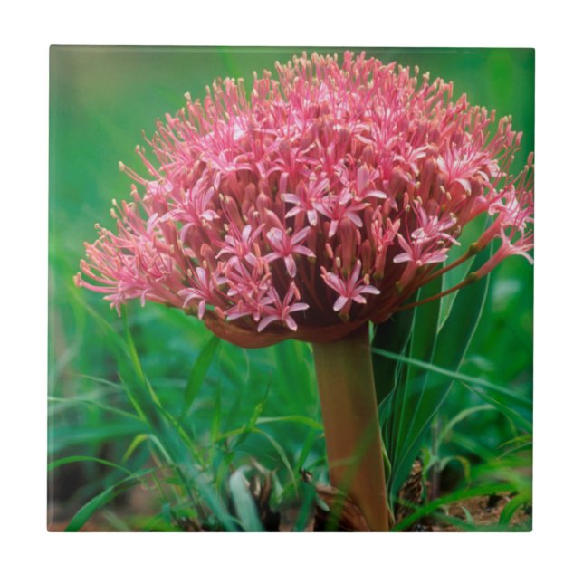 African Lily (Agapanthus Praecox), Mala Mala Tile (Front)