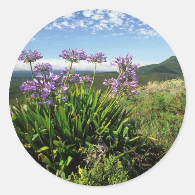 African Lily (Agapanthus praecox), Mossel Bay Classic Round Sticker (Front)