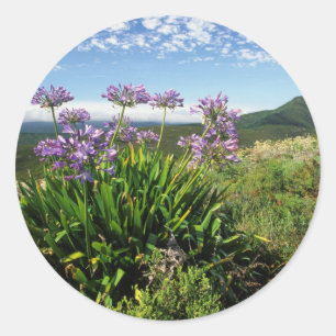African Lily (Agapanthus praecox), Mossel Bay Classic Round Sticker