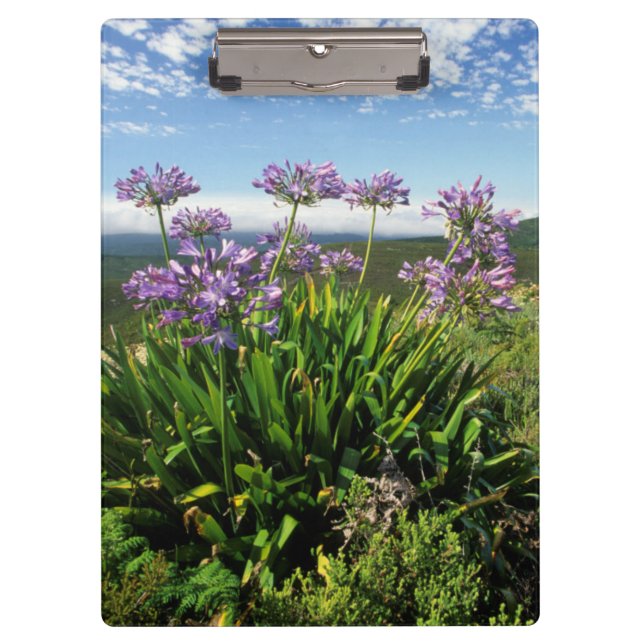 African Lily (Agapanthus praecox), Mossel Bay Clipboard (Front)