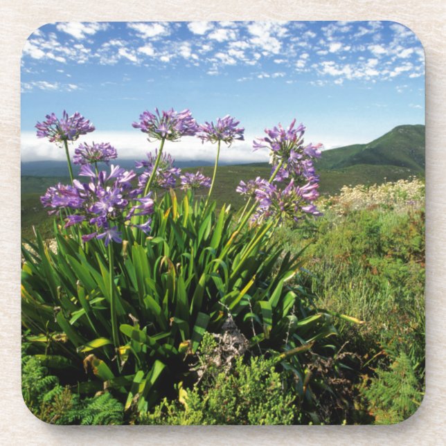 African Lily (Agapanthus praecox), Mossel Bay Coaster (Front)
