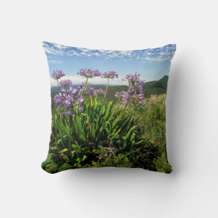 African Lily (Agapanthus praecox), Mossel Bay Cushion