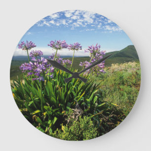 African Lily (Agapanthus praecox), Mossel Bay Large Clock
