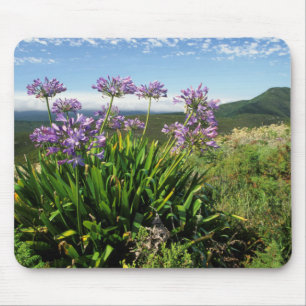 African Lily (Agapanthus praecox), Mossel Bay Mouse Pad