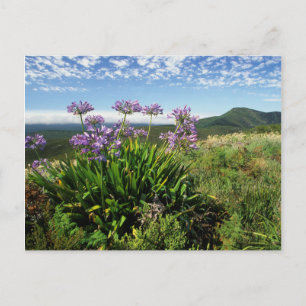 African Lily (Agapanthus praecox), Mossel Bay Postcard
