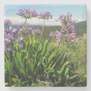 African Lily (Agapanthus praecox), Mossel Bay Stone Coaster