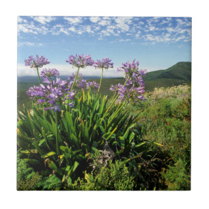 African Lily (Agapanthus praecox), Mossel Bay Tile