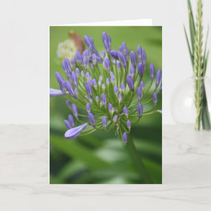 African Lily Card