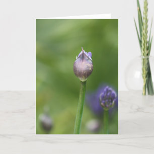 African Lily card